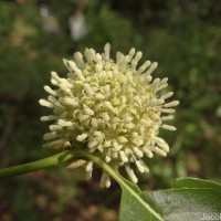 Mitragyna parvifolia (Roxb.) Korth.